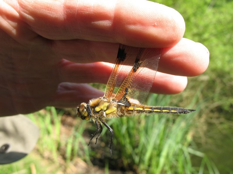 Bonne mare 17 juin 2006 005